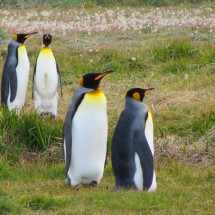 King Penguins at Bahia Inutil